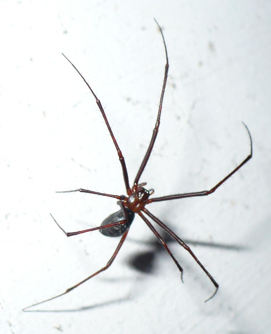Pimoa rupicola - Roure (TO)